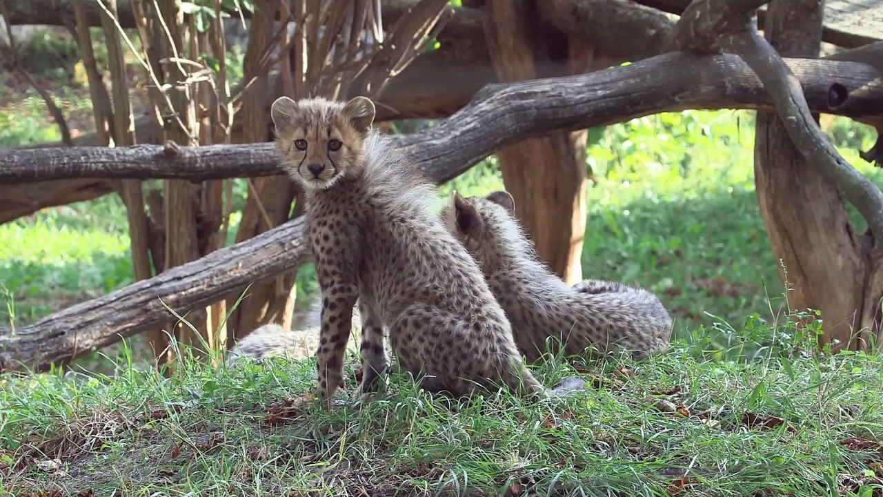 Österreicherin erforscht 'zwitschernde' Geparde in Schönbrunn
