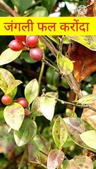 जंगली फल करोंदा | #जंगली फल | #jungli fruit