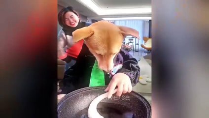 You Laugh You Lose  Funniest Cats and Dogs 2023  Part 7