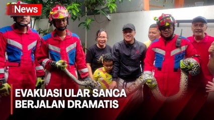 Evakuasi Ular Sanca Sepanjang 4 Meter Berjalan Dramatis