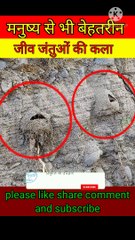 रेत के घोंसले | sand nest | insect house | #रेत के घोंसले