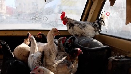 Gezen tavuk olsun diye tavuklarını otomobille gezdiriyor