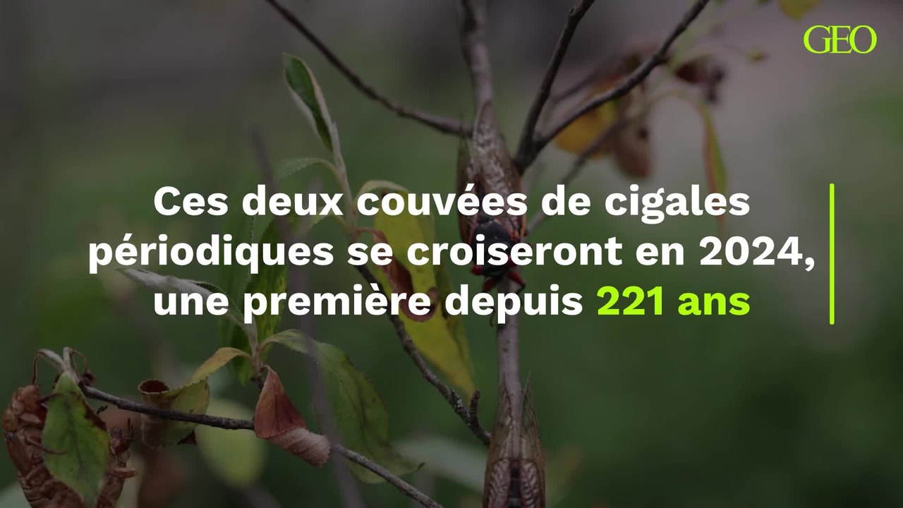 Une première depuis 221 ans : ces deux couvées de cigales périodiques se croiseront en 2024