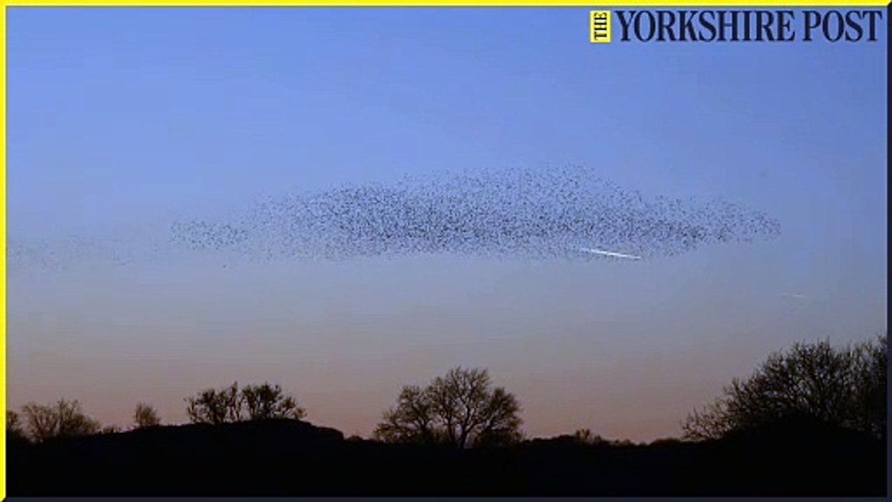Murmuration Ripon City Wetlands – Yorkshire Wildlife Trust Reserve