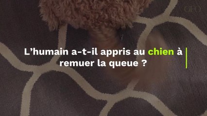 L'humain a-t-il (inconsciemment) appris au chien à remuer la queue ?
