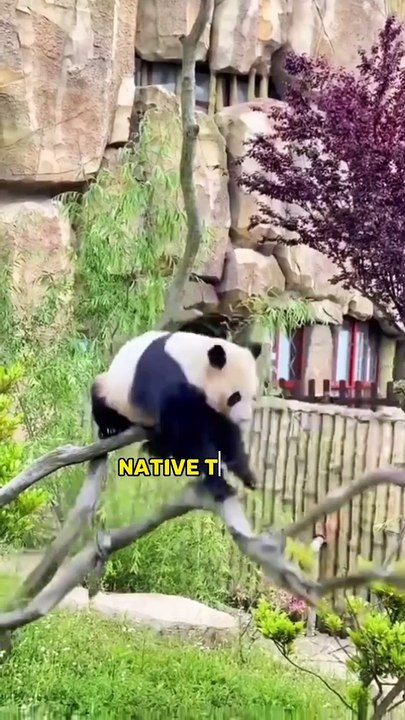 Giant panda