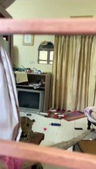 Leopard Entered Heritage Hotel Castle Kanota in Jaipur