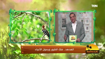 الهدهد.. ملك الطيور ورسول الأنبياء | حكايات ومعجزات