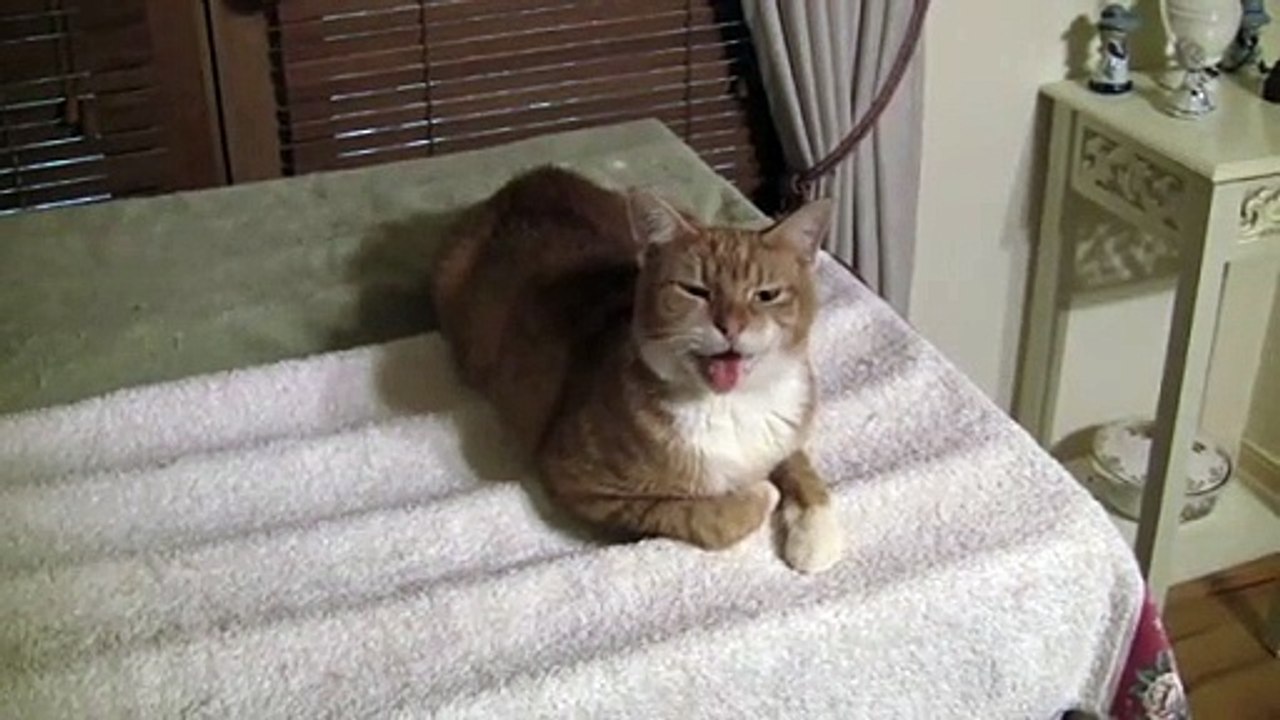 The Talkative Cat - Matthew Paul Argall - Free Download, Borrow, and Streaming - Internet Archive