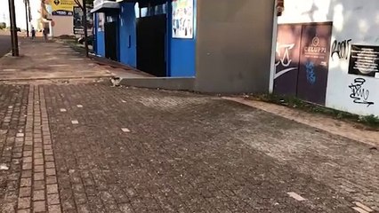 Suspeito entra em loja pelo telhado mas é detido em flagrante pela PM