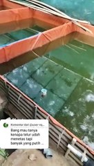 Kenapa telur lele banyak yang putih disaat penetasan❓