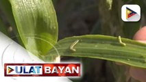 Ibinenta ng palugi ng ilang magsasaka sa Bongabon Nueva ang kanilang inaning sibuyas, wala raw kasing buyer dahil umano sa dami ng imported na sibuyas