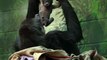 London Zoo welcomes critically endangered baby gorilla