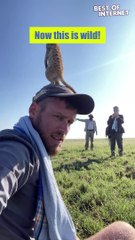 Up Close with Curious Meerkats  || Best of Internet