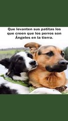 * Secretos celestiales: La presencia de angelitos en nuestra realidad