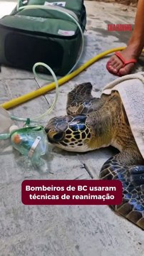 Bombeiros usam técnicas de reanimação pra salvar tartaruga marinha