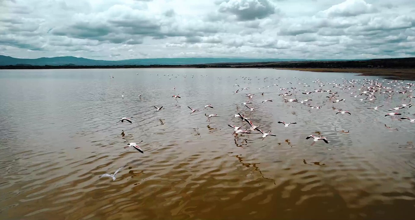 Flamingos + lake
