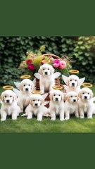 * La lealtad en cuatro patas: Tu mejor amigo, el lanudito que roba corazones