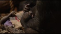 Londra, le tenere immagini del baby gorilla con la mamma
