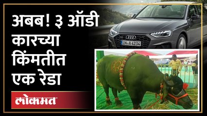 सोन्या बैल, उंची तब्बल ६ फूटा पेक्षा जास्त... या बैलाची वैशिष्ट्य काय? तर सर्वात बुटकी गायही पाहा