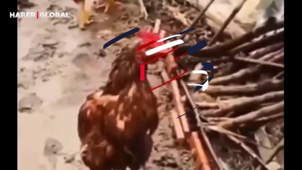 Horozdan kibarlık dersi: Dişisini yağmurdan böyle korudu