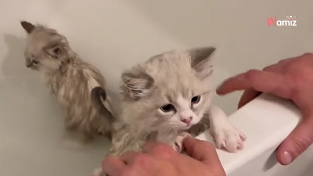 5 chatons prennent leur bain pour la première fois : leur réaction laissent 24,7M d'internautes sans voix (vidéo)