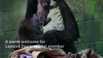 Critically endangered gorilla born at London Zoo