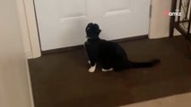 Video: Rientra a casa e scopre cosa fa la sua gatta che crede di essere sola