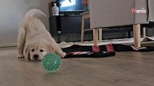 Cachorro descubre su nuevo hogar: su humana le hace la promesa más hermosa de futuro (Vídeo)