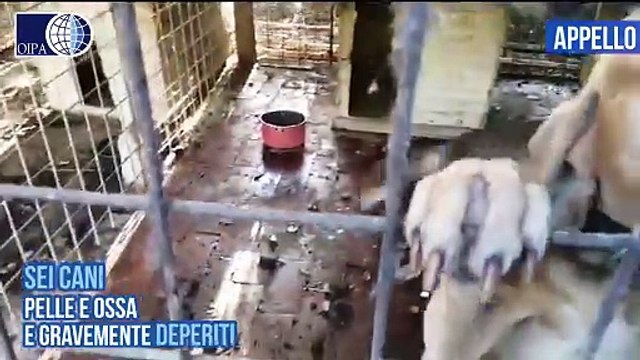 Livorno, cani ridotti pelle e ossa: senza acqua n? cibo e chiusi in piccoli box. Salvati dai volontari