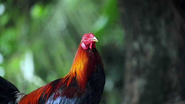 18 महीने तक 'कटे सिर' के साथ ज़िंदा रहा मुर्गा, बिना चबाए खाता था दाना, घूमता था विदेश! #trending #viral #cock #viralnews