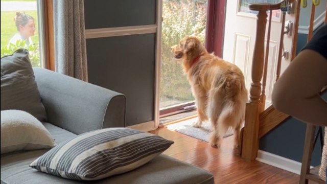 Adorable dog meets its hooman baby brother for the first time