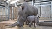 Baby white rhino settles into her new home at West Midlands Safari Park
