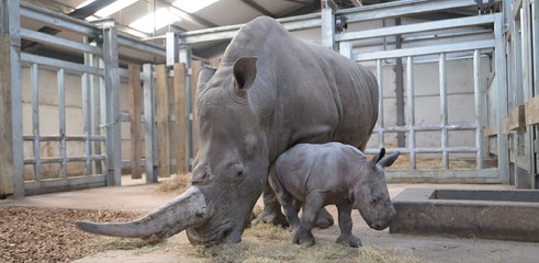 Baby white rhino settles into her new home at West Midlands Safari Park