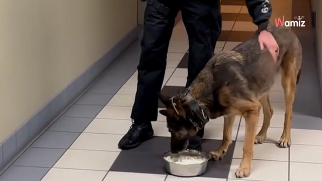 Un chien de police prend sa retraite : ses collègues lui préparent un hommage qu'il n'est pas prêt d'oublier (vidéo)