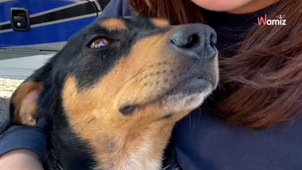 Tout le monde ignore un chien affamé devant un restaurant : son ange-gardien va changer son destin (vidéo)