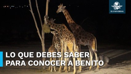 ¿Cuáles son los horarios para conocer a la jirafa Benito?