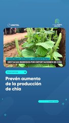 Prevén aumento de la producción de chía