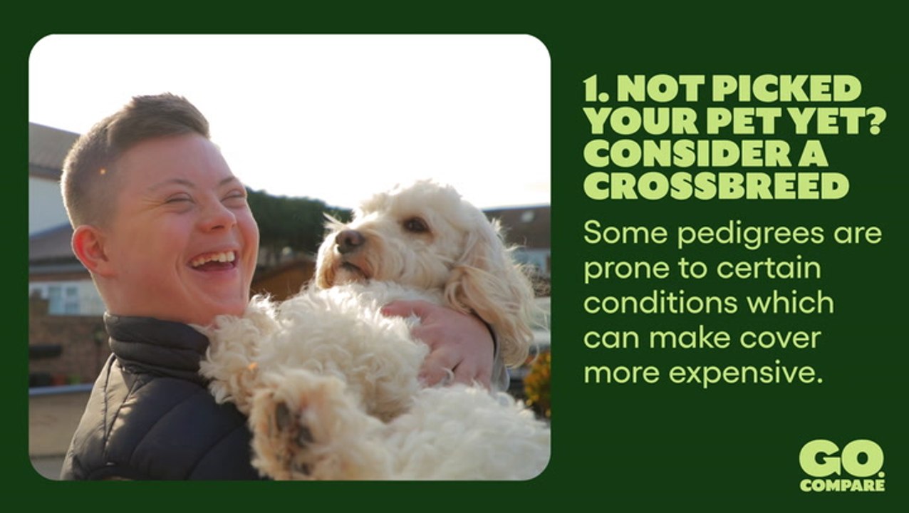 10 Tips On How To Get Cheaper Pet Insurance | The Money Edit