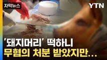 [자막뉴스] 돼지머리 무혐의 