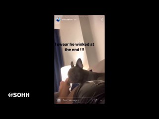 Megan Thee Stallion‘s Dog 4oe Gets Comfy On Her Butt