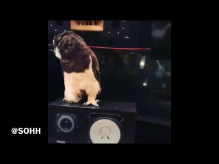 Big Boi Turns Up In The Studio With Owls While Previewing ‘Big Sleepover’