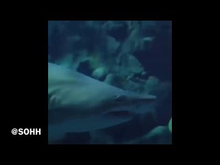 Rihanna Swims With Sharks For Photoshoot
