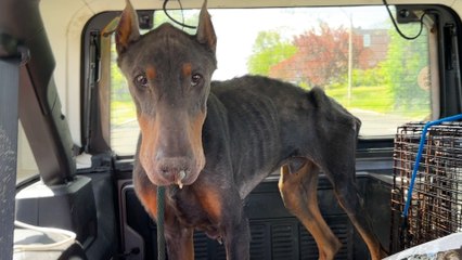 Skinniest Doberman Asks People For Help