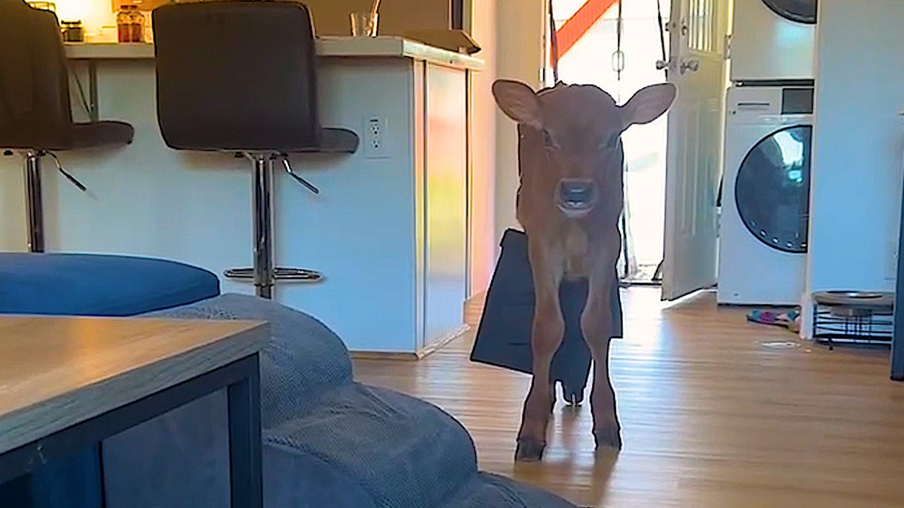 Baby Cow Rescued From Petting Zoo Snuggles On Couple's Sofa