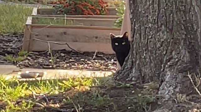 Interior Design Couple Builds Stray Cat A Winter Home