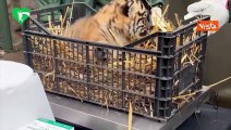 I primi controlli veterinari della cucciola di Tigre di Sumatra nata al Bioparco di Roma