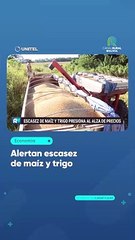Alertan escasez de maíz y trigo
