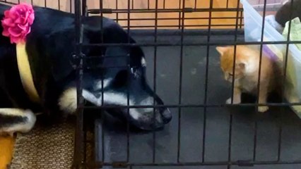 Grandma Brings Home A Rescue Kitten