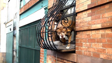 Pitties People Watch From Their Window Perch All Day